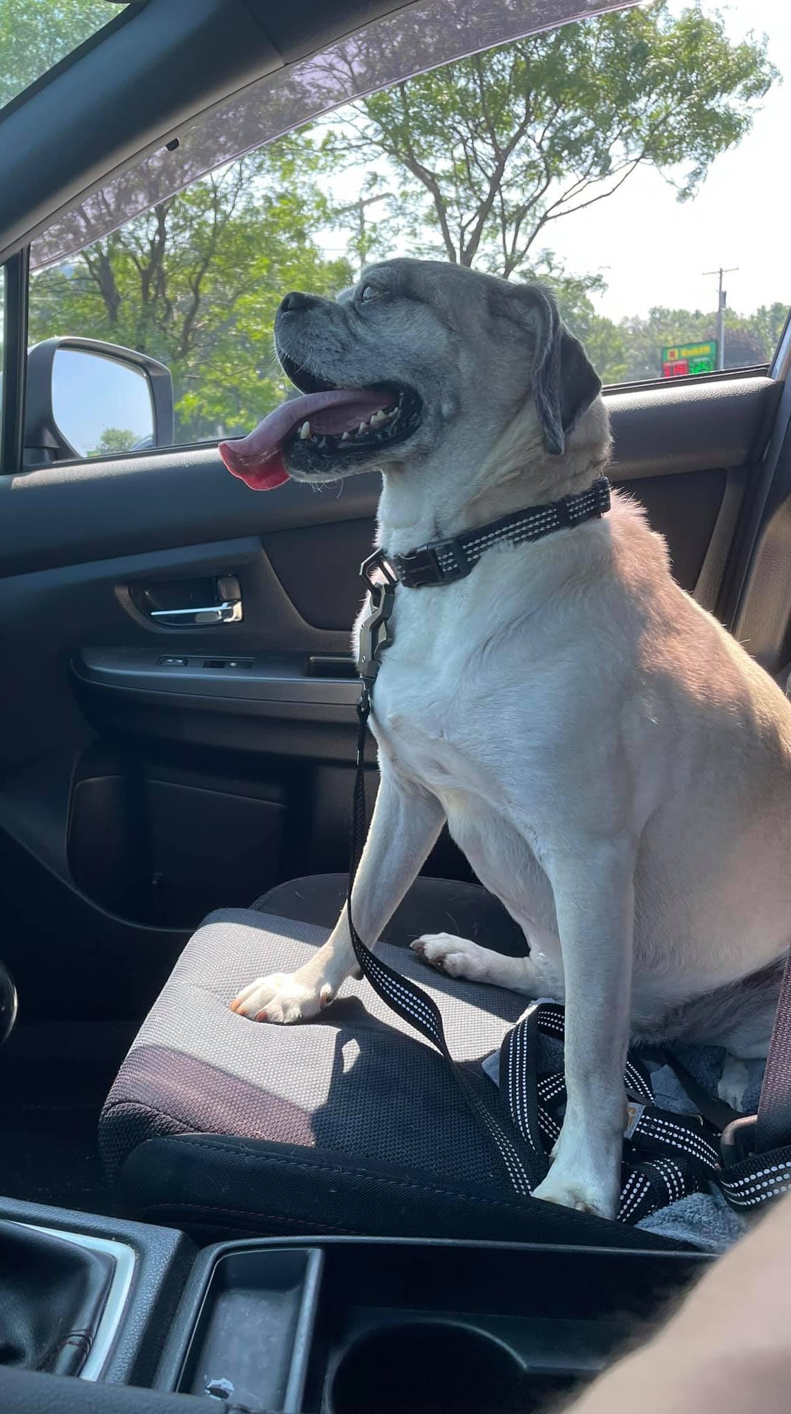 Buddy, Nicholas’s puggle